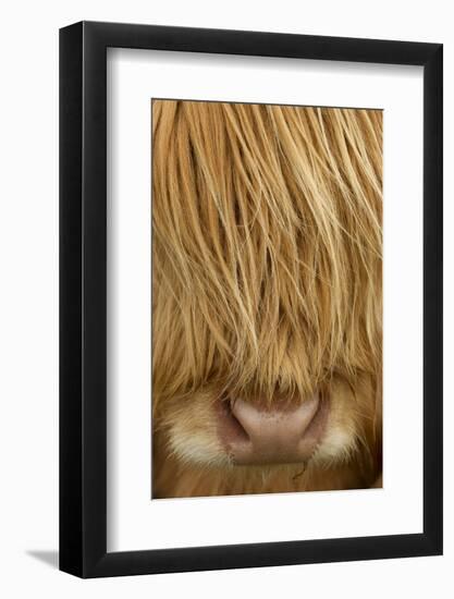 Close-Up of Highland Cow (Bos Taurus) Showing Thick Insulating Hair, Isle of Lewis, Scotland, UK-Peter Cairns-Framed Photographic Print