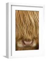 Close-Up of Highland Cow (Bos Taurus) Showing Thick Insulating Hair, Isle of Lewis, Scotland, UK-Peter Cairns-Framed Photographic Print