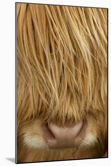 Close-Up of Highland Cow (Bos Taurus) Showing Thick Insulating Hair, Isle of Lewis, Scotland, UK-Peter Cairns-Mounted Photographic Print