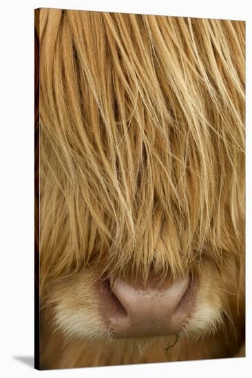 Close-Up of Highland Cow (Bos Taurus) Showing Thick Insulating Hair, Isle of Lewis, Scotland, UK-Peter Cairns-Stretched Canvas