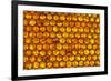 Close up of honeycomb from Honey bee hive, Arabian Gulf-John Waters-Framed Photographic Print