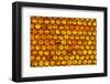 Close up of honeycomb from Honey bee hive, Arabian Gulf-John Waters-Framed Photographic Print