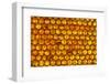 Close up of honeycomb from Honey bee hive, Arabian Gulf-John Waters-Framed Photographic Print