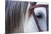 Close Up of Horse Wearing Bridle, Sierra De Gredos, Avila, Castile and Leon, Spain-Juan Carlos Munoz-Mounted Photographic Print