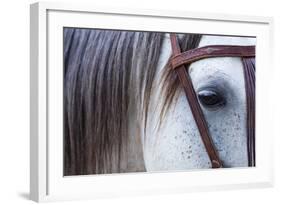 Close Up of Horse Wearing Bridle, Sierra De Gredos, Avila, Castile and Leon, Spain-Juan Carlos Munoz-Framed Photographic Print
