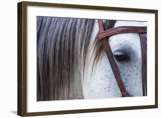 Close Up of Horse Wearing Bridle, Sierra De Gredos, Avila, Castile and Leon, Spain-Juan Carlos Munoz-Framed Photographic Print