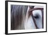 Close Up of Horse Wearing Bridle, Sierra De Gredos, Avila, Castile and Leon, Spain-Juan Carlos Munoz-Framed Photographic Print