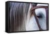 Close Up of Horse Wearing Bridle, Sierra De Gredos, Avila, Castile and Leon, Spain-Juan Carlos Munoz-Framed Stretched Canvas