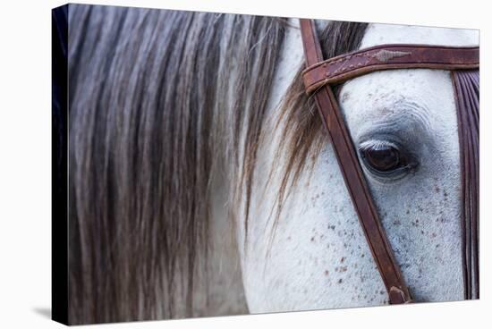 Close Up of Horse Wearing Bridle, Sierra De Gredos, Avila, Castile and Leon, Spain-Juan Carlos Munoz-Stretched Canvas