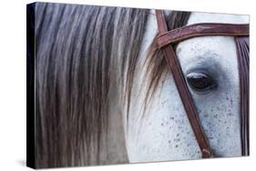 Close Up of Horse Wearing Bridle, Sierra De Gredos, Avila, Castile and Leon, Spain-Juan Carlos Munoz-Stretched Canvas