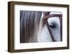 Close Up of Horse Wearing Bridle, Sierra De Gredos, Avila, Castile and Leon, Spain-Juan Carlos Munoz-Framed Photographic Print