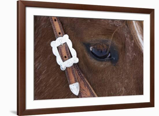 Close-up of horse-Darrell Gulin-Framed Photographic Print