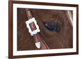 Close-up of horse-Darrell Gulin-Framed Photographic Print