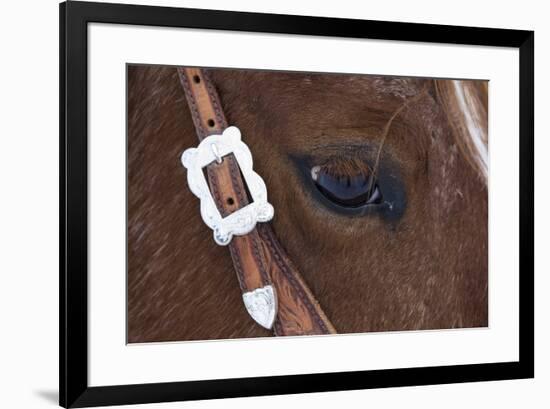 Close-up of horse-Darrell Gulin-Framed Photographic Print