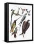 Close-Up of Hummingbirds and Swifts-null-Framed Stretched Canvas