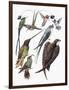 Close-Up of Hummingbirds and Swifts-null-Framed Giclee Print