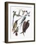 Close-Up of Hummingbirds and Swifts-null-Framed Giclee Print