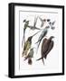 Close-Up of Hummingbirds and Swifts-null-Framed Giclee Print