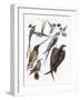 Close-Up of Hummingbirds and Swifts-null-Framed Giclee Print