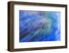 Close-up of Hyacinth Macaw feathers, Brazil-Nick Garbutt-Framed Photographic Print