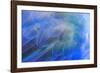 Close-up of Hyacinth Macaw feathers, Brazil-Nick Garbutt-Framed Photographic Print