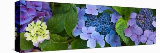 Close-Up of Hydrangea Flowers-null-Stretched Canvas