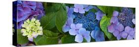 Close-Up of Hydrangea Flowers-null-Stretched Canvas