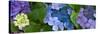 Close-Up of Hydrangea Flowers-null-Stretched Canvas