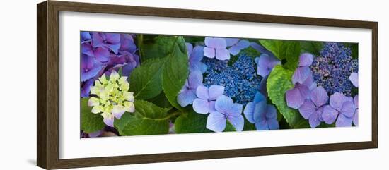 Close-Up of Hydrangea Flowers-null-Framed Photographic Print