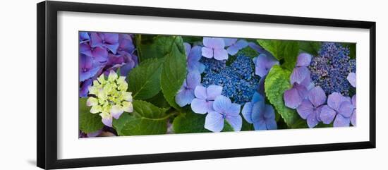 Close-Up of Hydrangea Flowers-null-Framed Photographic Print