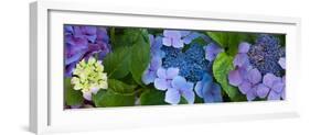 Close-Up of Hydrangea Flowers-null-Framed Photographic Print