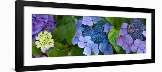 Close-Up of Hydrangea Flowers-null-Framed Photographic Print