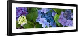 Close-Up of Hydrangea Flowers-null-Framed Photographic Print