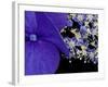 Close-up of Hydrangea, Seattle, Washington, USA-Nancy & Steve Ross-Framed Photographic Print