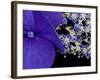 Close-up of Hydrangea, Seattle, Washington, USA-Nancy & Steve Ross-Framed Photographic Print