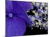 Close-up of Hydrangea, Seattle, Washington, USA-Nancy & Steve Ross-Mounted Photographic Print