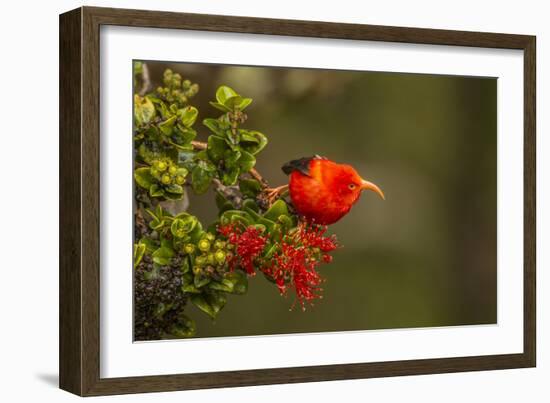 Close-Up of Iiwi Bird on Ohia Tree, Hakalau Forest NWR, Hawaii, USA-Jaynes Gallery-Framed Photographic Print