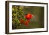 Close-Up of Iiwi Bird on Ohia Tree, Hakalau Forest NWR, Hawaii, USA-Jaynes Gallery-Framed Photographic Print