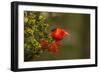 Close-Up of Iiwi Bird on Ohia Tree, Hakalau Forest NWR, Hawaii, USA-Jaynes Gallery-Framed Photographic Print