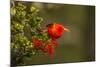 Close-Up of Iiwi Bird on Ohia Tree, Hakalau Forest NWR, Hawaii, USA-Jaynes Gallery-Mounted Photographic Print