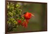 Close-Up of Iiwi Bird on Ohia Tree, Hakalau Forest NWR, Hawaii, USA-Jaynes Gallery-Framed Photographic Print