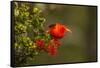 Close-Up of Iiwi Bird on Ohia Tree, Hakalau Forest NWR, Hawaii, USA-Jaynes Gallery-Framed Stretched Canvas