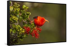Close-Up of Iiwi Bird on Ohia Tree, Hakalau Forest NWR, Hawaii, USA-Jaynes Gallery-Framed Stretched Canvas