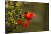 Close-Up of Iiwi Bird on Ohia Tree, Hakalau Forest NWR, Hawaii, USA-Jaynes Gallery-Stretched Canvas