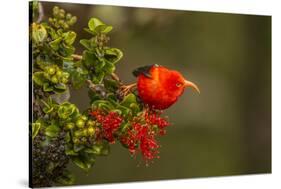 Close-Up of Iiwi Bird on Ohia Tree, Hakalau Forest NWR, Hawaii, USA-Jaynes Gallery-Stretched Canvas