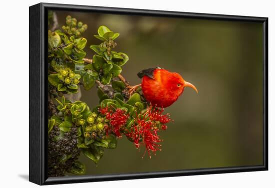 Close-Up of Iiwi Bird on Ohia Tree, Hakalau Forest NWR, Hawaii, USA-Jaynes Gallery-Framed Photographic Print