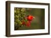 Close-Up of Iiwi Bird on Ohia Tree, Hakalau Forest NWR, Hawaii, USA-Jaynes Gallery-Framed Photographic Print