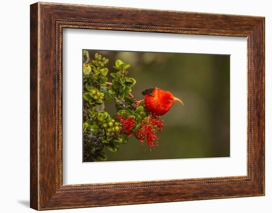 Close-Up of Iiwi Bird on Ohia Tree, Hakalau Forest NWR, Hawaii, USA-Jaynes Gallery-Framed Photographic Print