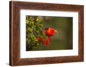 Close-Up of Iiwi Bird on Ohia Tree, Hakalau Forest NWR, Hawaii, USA-Jaynes Gallery-Framed Photographic Print