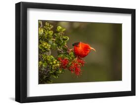 Close-Up of Iiwi Bird on Ohia Tree, Hakalau Forest NWR, Hawaii, USA-Jaynes Gallery-Framed Photographic Print